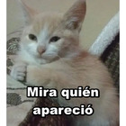 Mira quién apareció