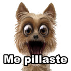 Me pillaste