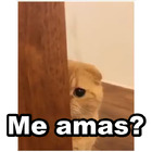 Me amas?