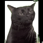 Gato decepcionado