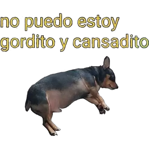 No puedo estoy gordito y cansadito Sticker de WhatsApp - DescargarStickers
