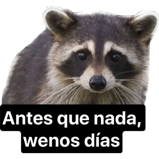 Sticker Antes que nada, wenos días PNG - DescargarStickers